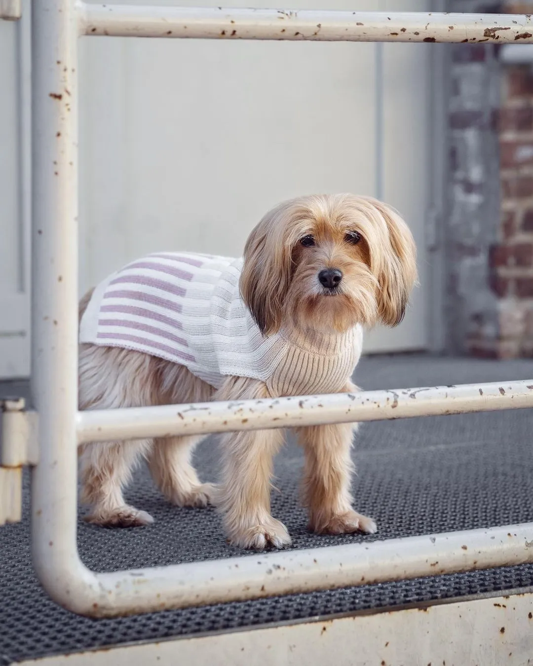【PRE-ORDER】Filippo Dog Sweater